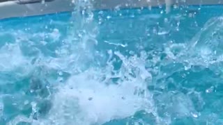 Doggo's Leisurely Leap into Pool