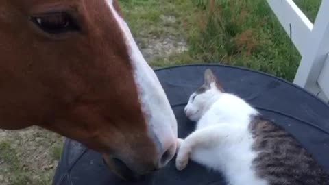 Gato comparte increíble lazo con un amigo de la granja. ¡No creerás lo cercanos que son!