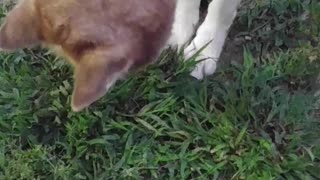 Siberian Husky plays with Cicada