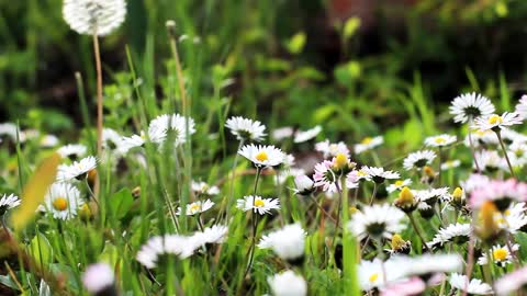 HD Flower Video / Amazing Nature