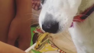 Dog eats popping candy