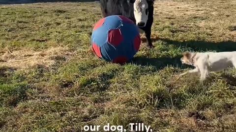 When Bruno the cow got his first ball, he also made his first friend ❤️