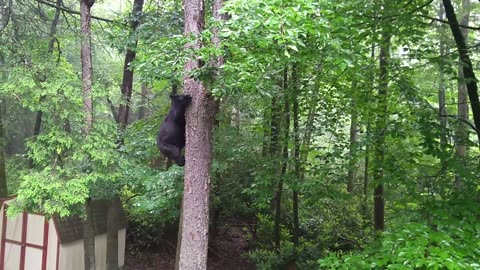 Concerned Man Begs Black Bear To Stop Climbing