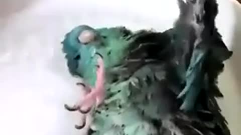 Parrot taking bath and enjoying