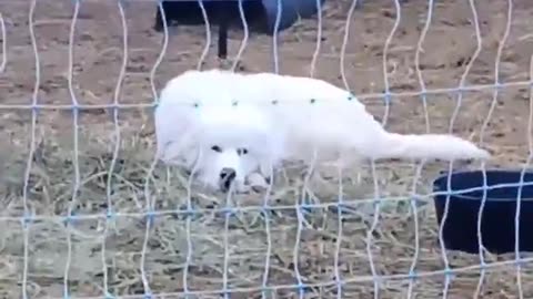 When you worked the night shift. #greatpyrenees ,#lgd, #homesteading #familyfarm