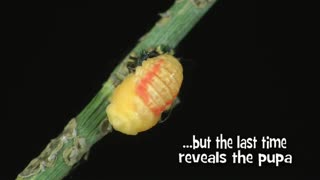 Time Lapse of Ladybug - Animal Eduacation - Life Cycle 6