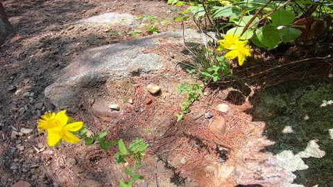 St. John's Wort