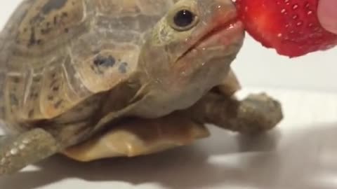 Cutnes Overload | Baby Turtle eating Strawberry