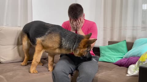 German Shepherd Dog Reaction to the crying owner