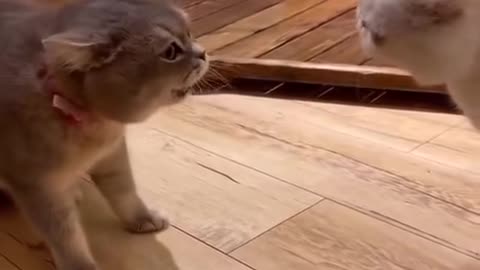 Two cats yelling at each other