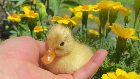 Look who hatched last night 🐥 welcoming this sweet fluffball into the world 🌼