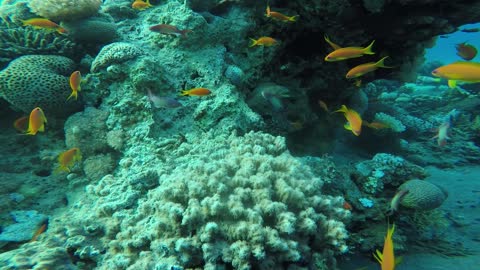Coral reefs and water plants in the Red Sea, Eilat Israel 2
