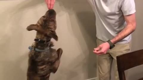 Man's Best Friend Can Dance! (Walk it Out!)