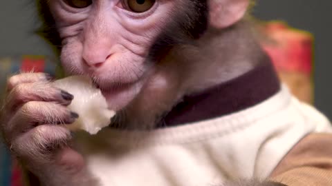 Monkey raju is eating Cantaloupe