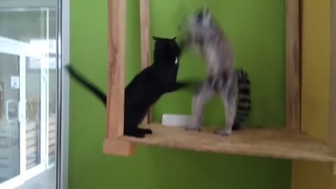 Lemur and the cat, Лемур и кошка