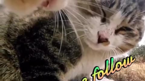 Cat Fanny video