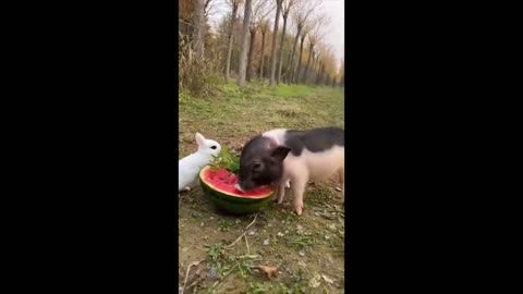 ADORABLE PETS EATING A WATERMELON TOGETHER