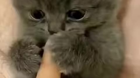 Cute little cat | Funny Cat Videos