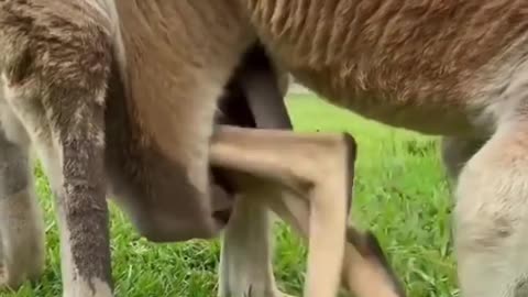 Kangaroo pouch to carry her baby