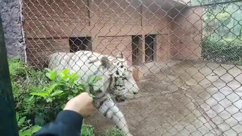 A White Tiger Desperate for Rain