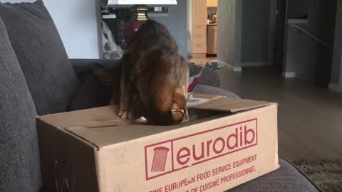Cat Invades Box For It's Precious Packing Peanut