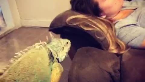 Iguana jumps on couch and startles girl