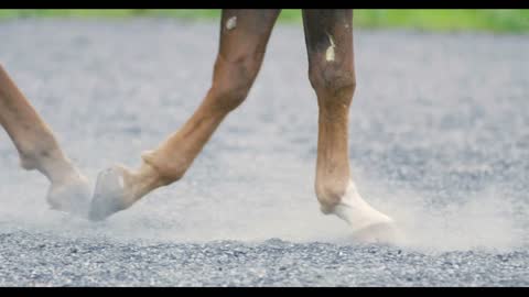 Close-up of horse hooves walking on sandy ground