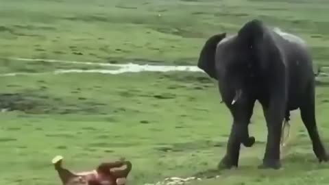 Baby Animal Nature Is So beautiful 🐘Elephant giving birth to its baby