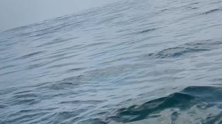 Humpback Whale Surprises Paddlers