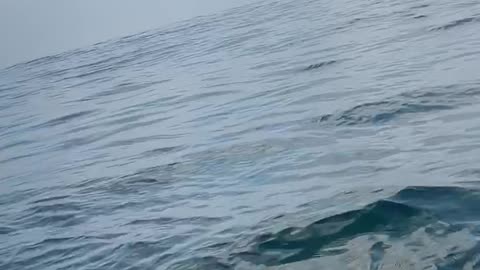 Humpback Whale Surprises Paddlers