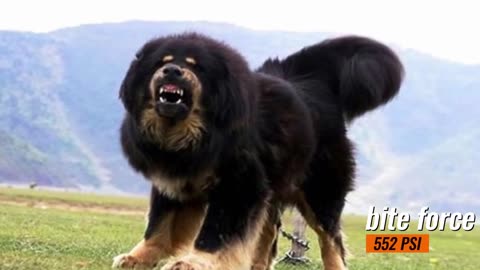 Dangerous | Dog Breeds | In The World