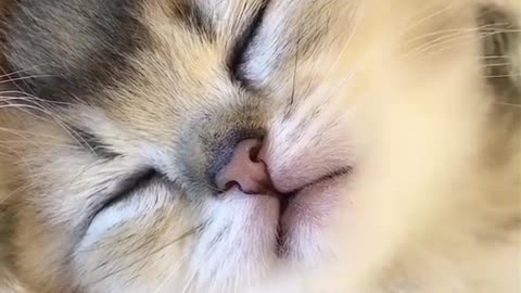 How can a sleeping kitten be so cute