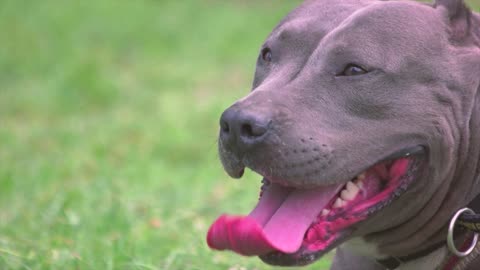 This Adorable Dog Enjoys Sticking Out His Tongue!