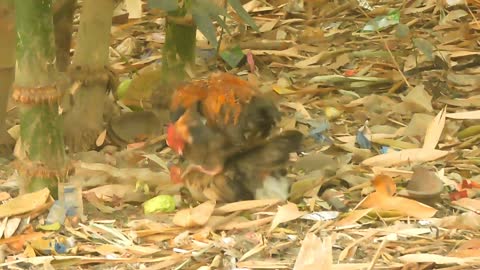 hen crossing - Most energetic Rooster. Hen is in shock! 가장 활기찬 수탉. 치킨은 충격!Le coq le plus énergique