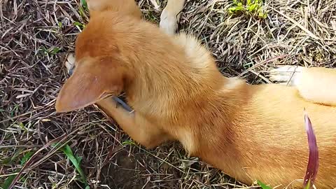 My puppies Rubby and Eddie playing together 💞