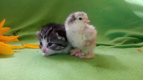 amazing friendship btw chick & cat