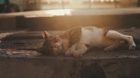 Look at this amazing cat video 😺😺🐈🐈🐈