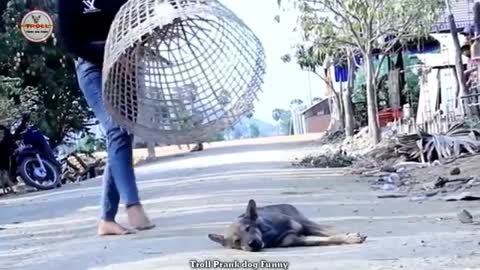 Prank Dog Funny & fake Lion and Fake Tiger Prank To dog ,Huge Box Prank to dog