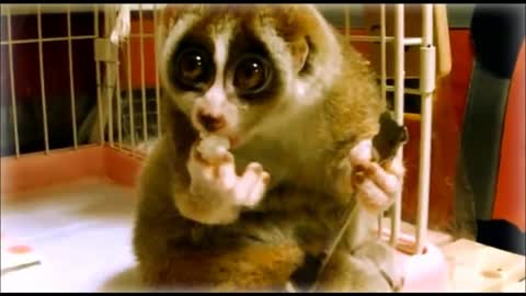 Lemurs are the cutest animals in the world!