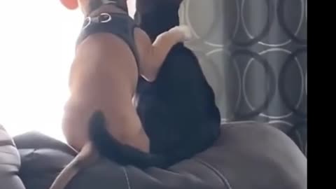 Kitten Gives a Relaxing Massage to a Puppy