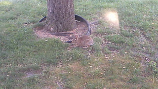 Bunny by the bird feeder