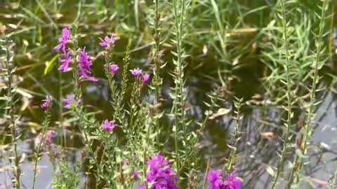 The plants in the water grow very well