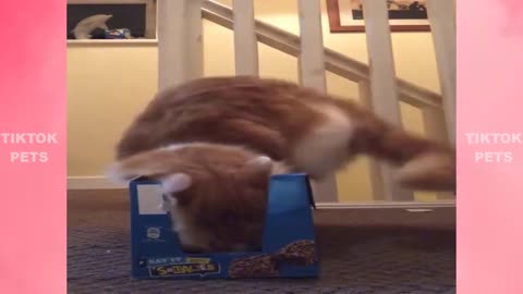 Top 10 funniest cat 😻 videos Funny Cats 2021 Compilation TIK TOK