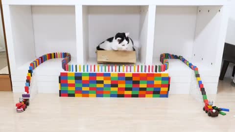 Cats and Domino cats