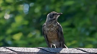 Juvenile Robin Chirps