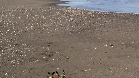 Wheelchair Dog enjoying the Beach