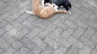 Puppy wrestles with cat