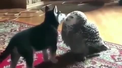 Husky and Owl are Best Friends