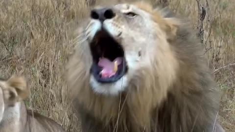 the king of the jungle roaring