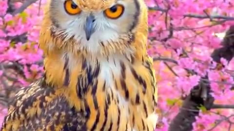 Bengal eagle owl and cherry blossom 🌸 Japan